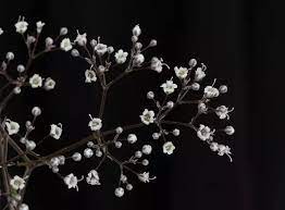When you combine pink roses and white roses or other white flowers together, your. What Flowers Are Small White And Usually Paired With Roses Quora