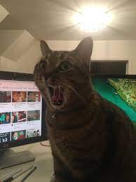Photoshop is a brilliant invention. Funny Photoshop Ideas For This Picture Of My Cat Cats