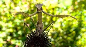 Flight is anteromotoric, or being driven primarily by action of the forewings. Praying Mantis Egg Case Identification And All About Praying Mantises Tyrant Farms