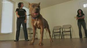 Best pitbull puppies with a healthy body and balanced temperament. I Team Are Pit Bulls Dangerous Or Loving 12news Com