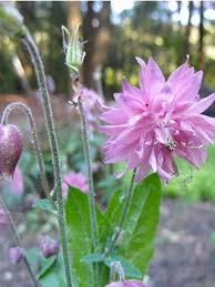 Nicole desjardins is an actress and director, known for qui a tué cendrillon? Ancolie Des Jardins Rose Barlow Aquilegia Vulgaris Le Jardin Du Pic Vert