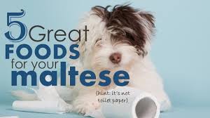 5 best dog food for maltese dogs our top picks 2019