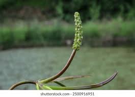Image result for Potamogetonaceae
