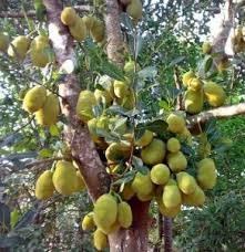 Check spelling or type a new query. How To Grow Jackfruit Complete Growing Guide