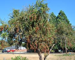 Image result for Hawthorn
