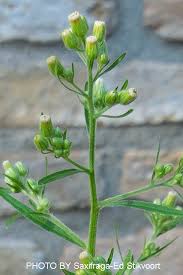Image result for Erigeron sumatrensis