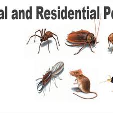 Common pests in your area. Best Pest Control Companies Near Me March 2021 Find Nearby Pest Control Companies Reviews Yelp