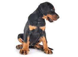 Favorite this post feb 11 male, female. 1 Doberman Puppies For Sale In Los Angeles Ca Uptown