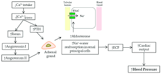 Scheme Of The Mechanisms Involved In The Rise Of Blood Pressure In Low Download Scientific Diagram