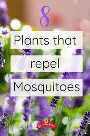 Flowers that repel bugs and bees. 8 Plants That Repel Mosquitoes Mosquito Repelling Plants Mosquito Plants Mosquito Repellent