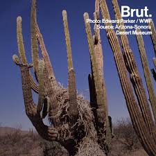 There roots go deep under for search of water. How Cacti Survive In The Desert Brut