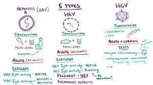 overview of acute viral hepatitis liver and gallbladder