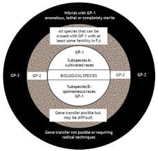 Image result for Sphenostylis briartii