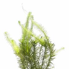 Image result for Mayacaceae