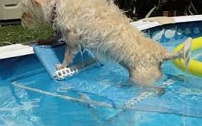 Diy Pool Dog Ramp Dog Pool Ramp Dog Pool Dog Ramp