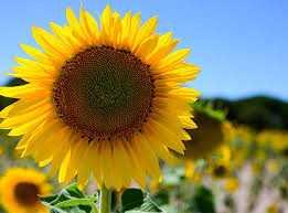 Sunflowers are dynamic because they grow in various shapes, sizes and colors. May Is Sunflower Month Pride Landscape And Design