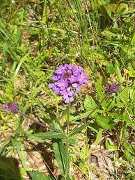 Image result for Verbenaceae