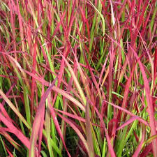 Image result for Imperata