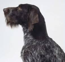 Epingle Sur Cani