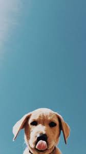 Pin By Adela Petre On A N I M A L S Puppy Backgrounds Cute Puppies Cute Puppy Wallpaper