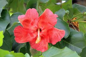 Haz clic en las flechas para invertir el sentido de la traducción. Thespesia Grandiflora Wikipedia