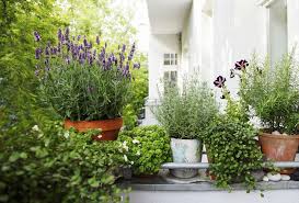 Wenn der lavendel seine weißen, rosa, violetten oder blauen blüten zeigt, bricht der sommer an. Lavendel Im Topf Perfekt Fur Balkon Terrasse