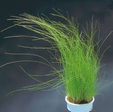 Image result for Eleocharis caduca