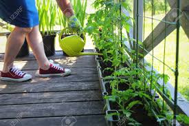 Check spelling or type a new query. Women Gardener Watering Plants Container Vegetables Gardening Stock Photo Picture And Royalty Free Image Image 124898311