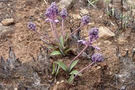 Image result for Ledebouria