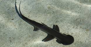 So Uhh Shark (Black Tip) Tastes Amazing. : R/Fishing