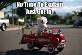 Bichon Fire Truck Funny Dogs Dog Cat Funny Animals