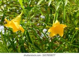 Image result for Cascabela