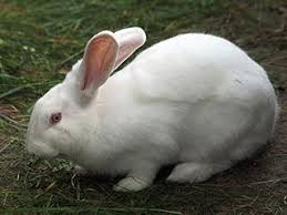 It is a breed based around the coloration and markings, rather than fur and body type. Zootierlistehomepage