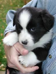 All Black Border Collie Puppy 16 Reasons To Avoid Border Collies At All Cost Collie Puppies Cute Dogs And Puppies Puppies
