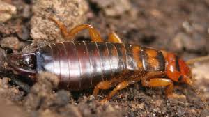 Learn about bed bugs and bed bug pest control methods. Adelaide Earwigs Pest Controller Says Wet Weather To Blame For Increase The Advertiser