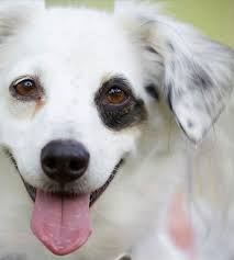 You will possibly have to print the picture yourself whether you've got a printer. List Of Dog Breeds Petfinder