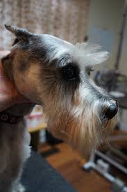 Maybe you would like to learn more about one of these? Grooming Smarter Schnauzer Grooming 101 The Face