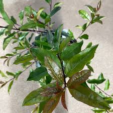 Image result for Ilex mitis