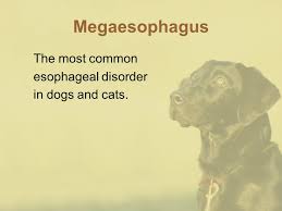 Canine megaesophagus is caused when a dog's esophagus muscles collapse in certain sections. Practical Internal Medicine Ppt Video Online Download