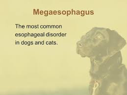 Megaesophagus is a serious condition that may lead to pneumonia or death. Practical Internal Medicine Ppt Video Online Download