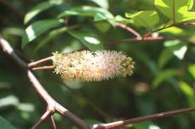 Image result for Amblygonocarpus