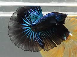 Sold black orchid halfmoon betta available for $40 at canadabetta.com. Petco White Opals And Black Orchids Bettas Betta Fish Forum