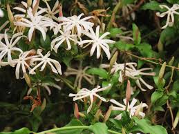 Image result for Jasminum multipartitum