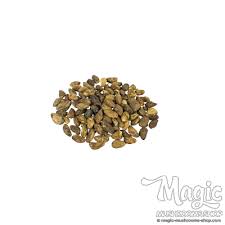 Image result for Voacanga africana