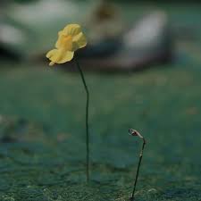 Image result for Utricularia subulata