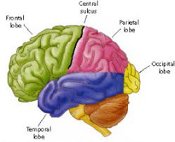 The lateral postcentral gyrus is bounded by: Https Sites Ualberta Ca Kejones Pubs M1s1cortex Pdf