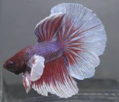 I quick look around the fish room at all my betta fish. Live Tropical Fish Big Ears Dumbo Halfmoon Betta H20 Betta Fish Ideas Of Betta Fish Bettafish Live Tropical Fish Big Betta Fish Betta Halfmoon Betta