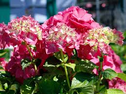 Image result for Hydrangea