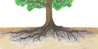 The concept is fundamental in the theory of lie groups and lie algebras. The Dangers Of Root Disturbance Arborilogical