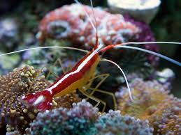 Featured Aquariums Monthly Featured Nano Reef Aquarium Profiles Saltwater Fish Tanks Salt Water Fish Aquarium